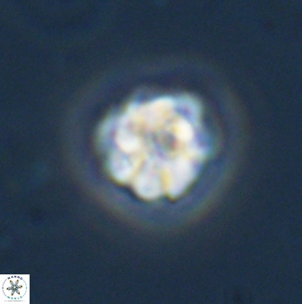 Olladiscoaster bordii 31331
