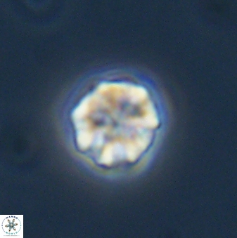 Olladiscoaster bordii 31333