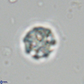 Olladiscoaster bordii 31334