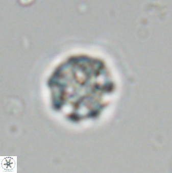 Olladiscoaster bordii 31334