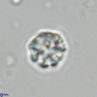 Olladiscoaster bordii 31335
