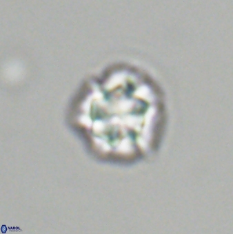 Olladiscoaster bordii 31337
