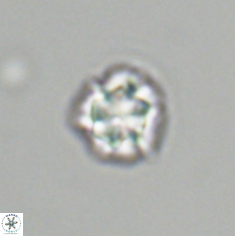 Olladiscoaster bordii 31337