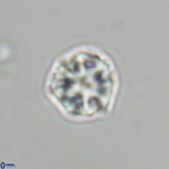 Olladiscoaster bordii 31338