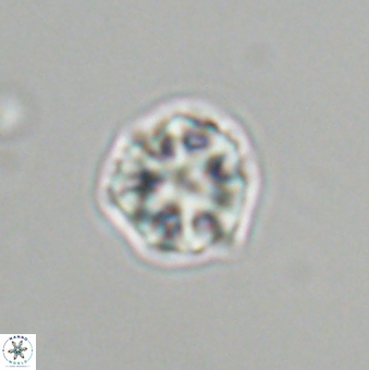 Olladiscoaster bordii 31338