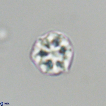 Olladiscoaster bordii 31339