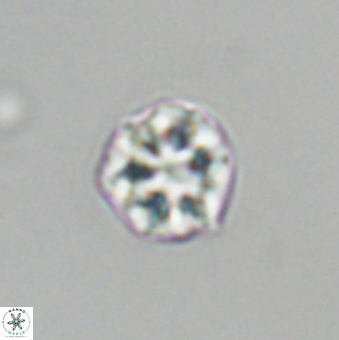 Olladiscoaster bordii 31339