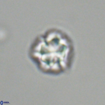 Olladiscoaster bordii 31340