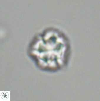 Olladiscoaster bordii 31340