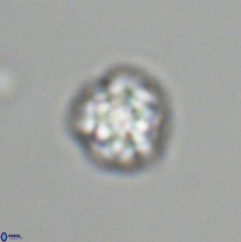 Olladiscoaster bordii 31341