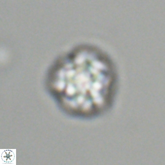 Olladiscoaster bordii 31341