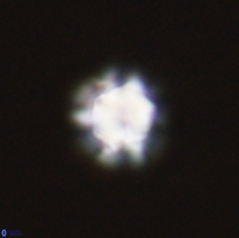 Olladiscoaster bordii 31342