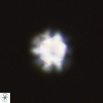 Olladiscoaster bordii 31342