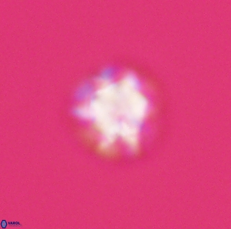 Olladiscoaster bordii 31343