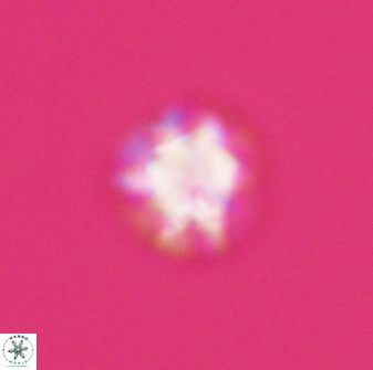 Olladiscoaster bordii 31343