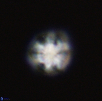 Olladiscoaster bordii 31345