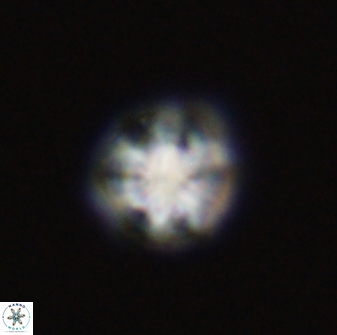 Olladiscoaster bordii 31345
