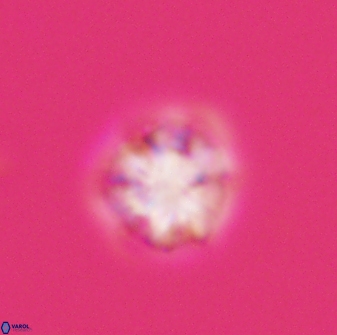 Olladiscoaster bordii 31347