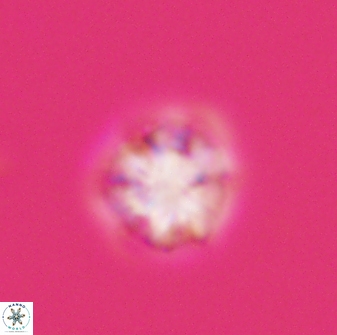 Olladiscoaster bordii 31347