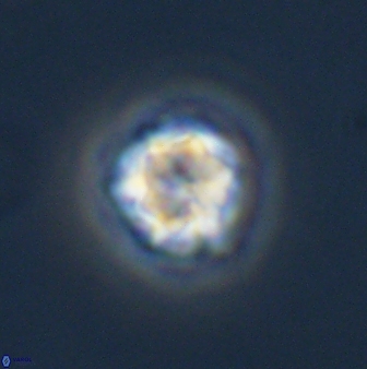 Olladiscoaster bordii 31350
