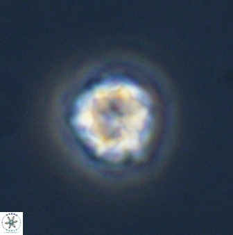 Olladiscoaster bordii 31350
