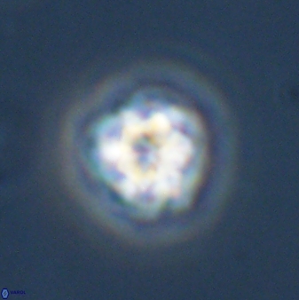 Olladiscoaster bordii 31353