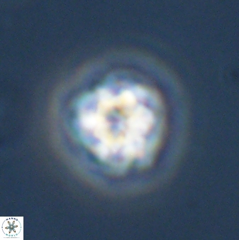 Olladiscoaster bordii 31353