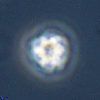 Olladiscoaster bordii 31354