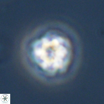 Olladiscoaster bordii 31354