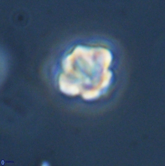 Olladiscoaster bordii 31356