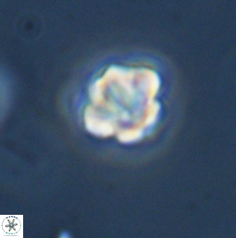 Olladiscoaster bordii 31356