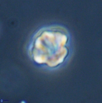Olladiscoaster bordii 31357