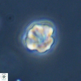 Olladiscoaster bordii 31357