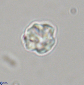 Olladiscoaster bordii 31359