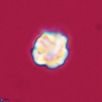 Olladiscoaster bordii 31360
