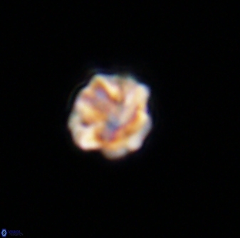 Olladiscoaster bordii 31361