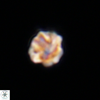 Olladiscoaster bordii 31361