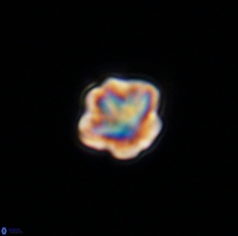 Olladiscoaster bordii 31362