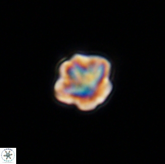 Olladiscoaster bordii 31362