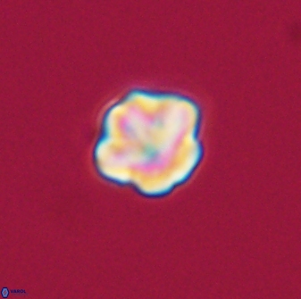 Olladiscoaster bordii 31363