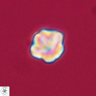 Olladiscoaster bordii 31363