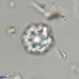 Olladiscoaster bordii 32614