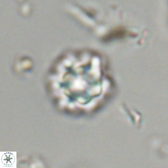 Olladiscoaster bordii 32614