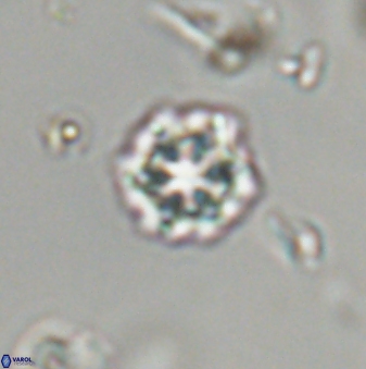 Olladiscoaster bordii 32616