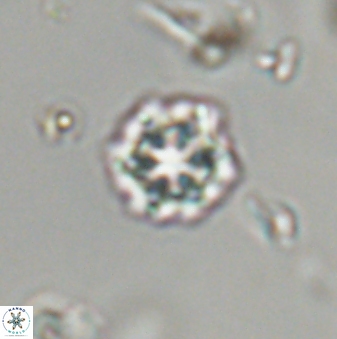 Olladiscoaster bordii 32616