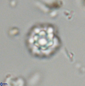 Olladiscoaster bordii 32617