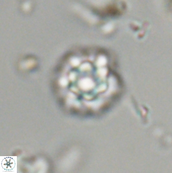 Olladiscoaster bordii 32617
