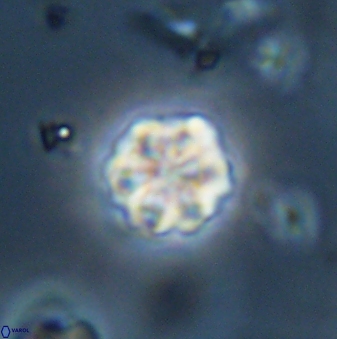 Olladiscoaster bordii 32618