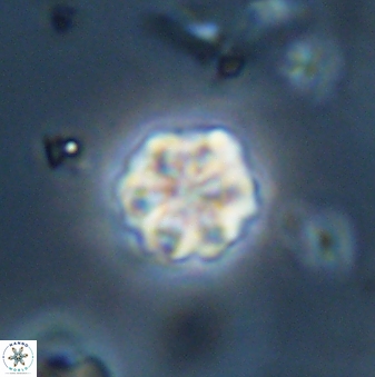 Olladiscoaster bordii 32618