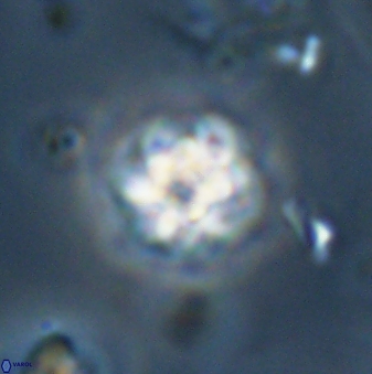 Olladiscoaster bordii 32619